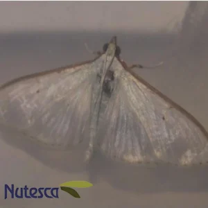 Feromona para Margaronia unionalis (Glifodes)