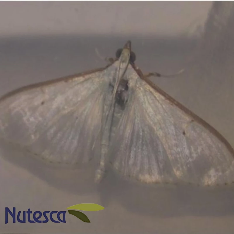 Feromona para Margaronia unionalis (Glifodes)