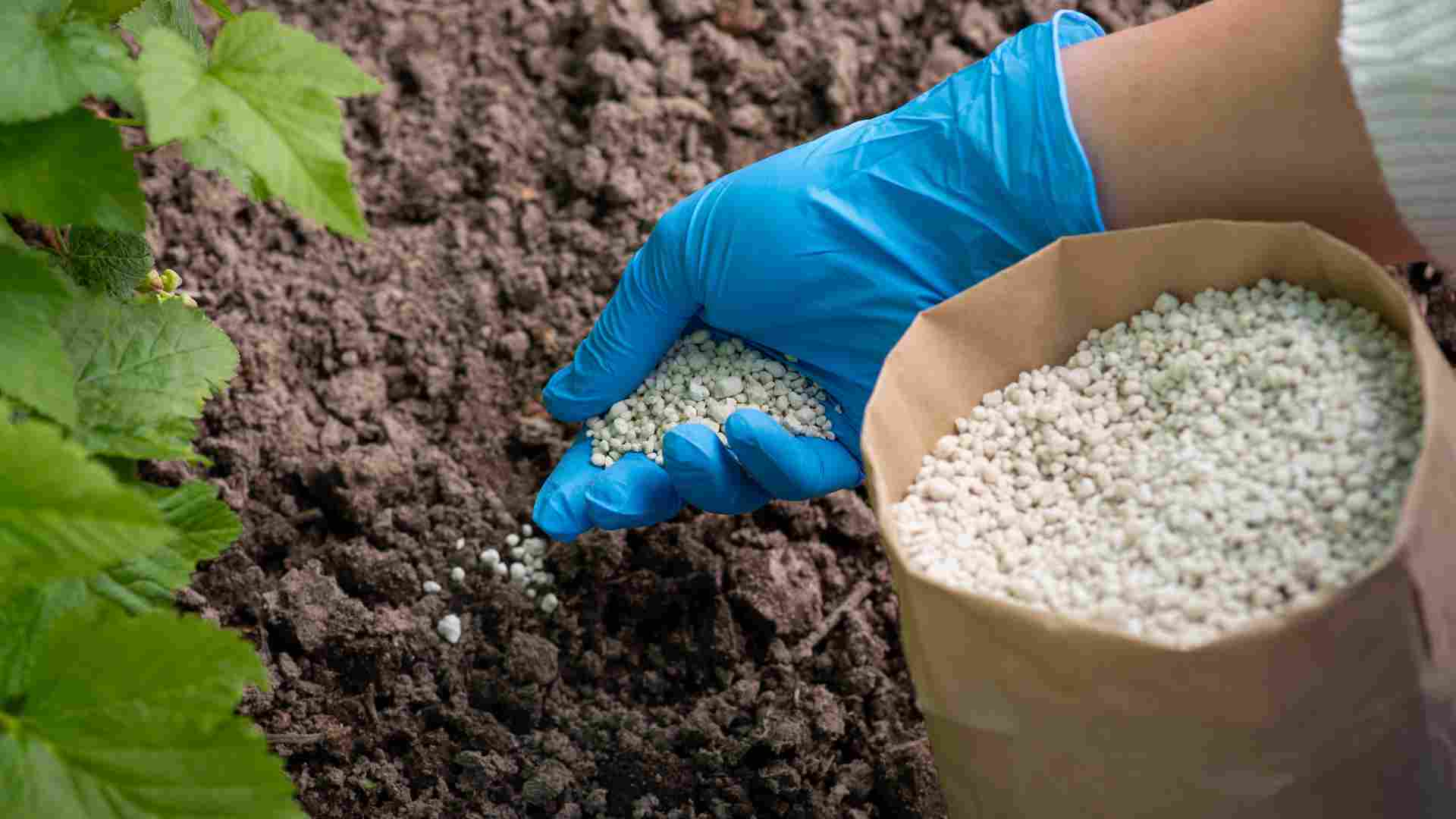 abonamiento y fertilización