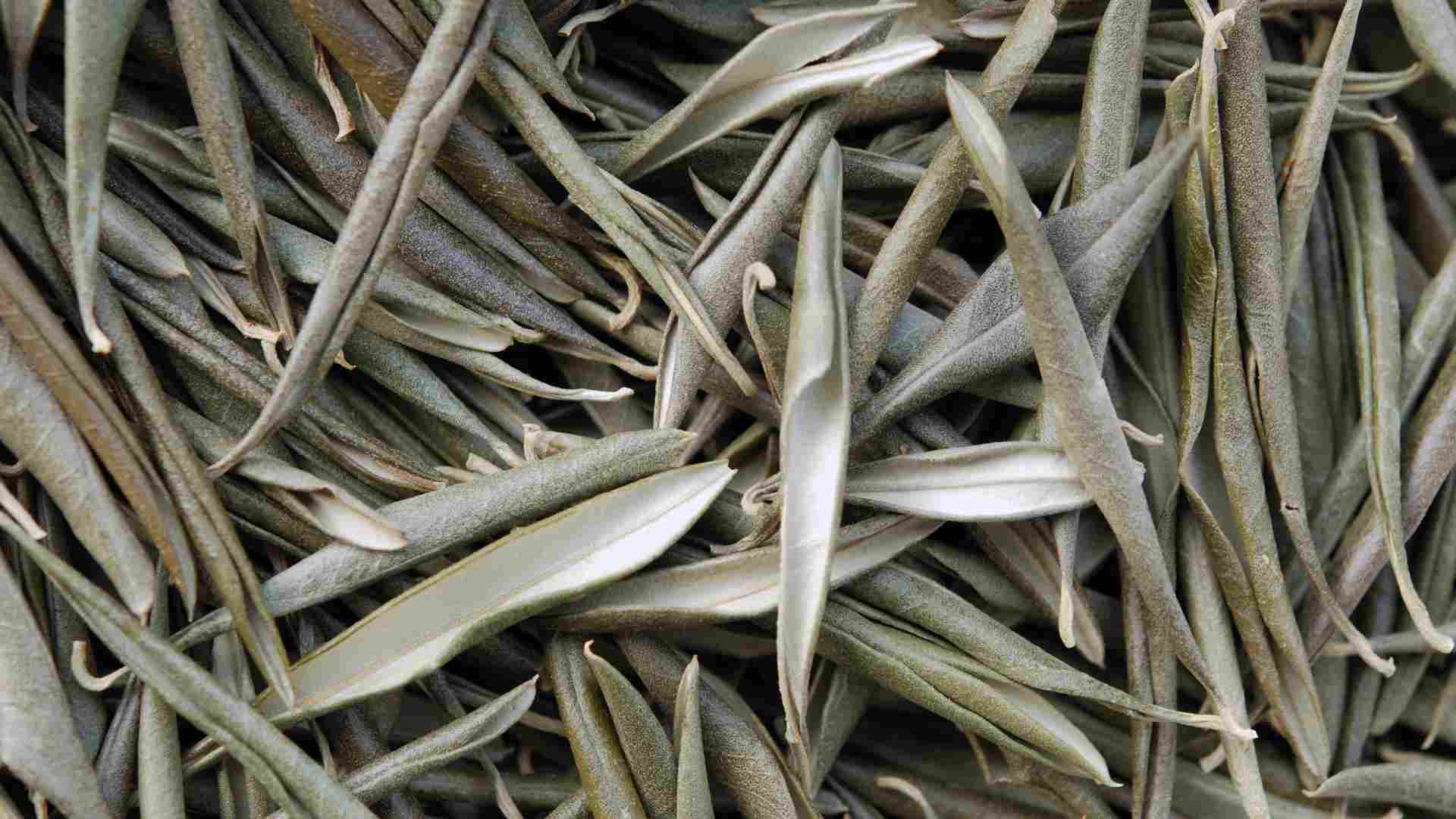 verticilosis del olivo