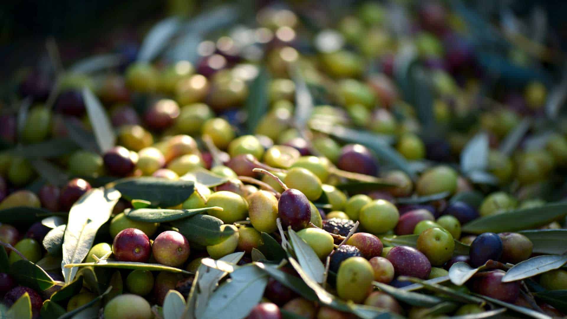 Abonado del olivo para una producción óptima