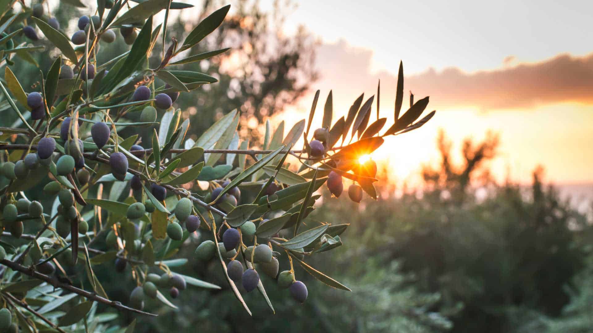 Fertilizante para olivos