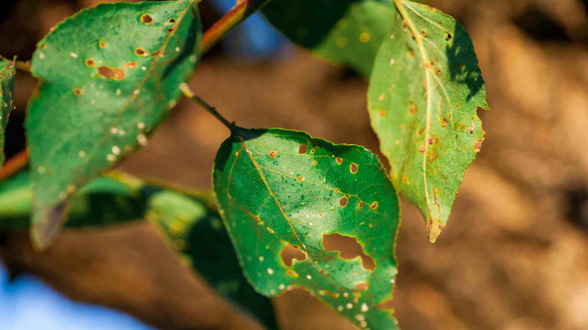 Enfermedades de las plantas Nutes