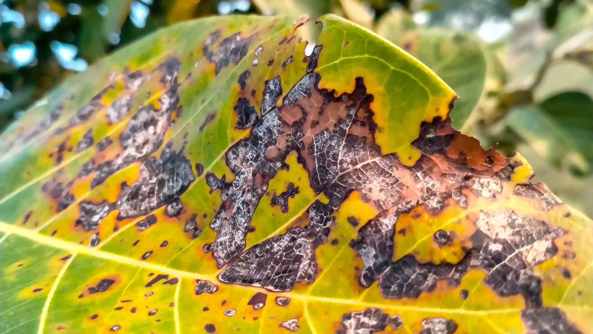 Enfermedades de las plantas: causas, prevención y control con Nutes Cabaeza