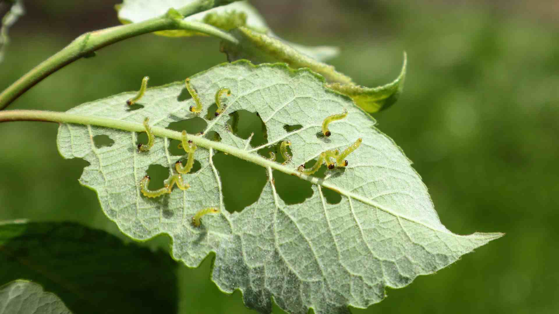 Tipos de plagas Nutes
